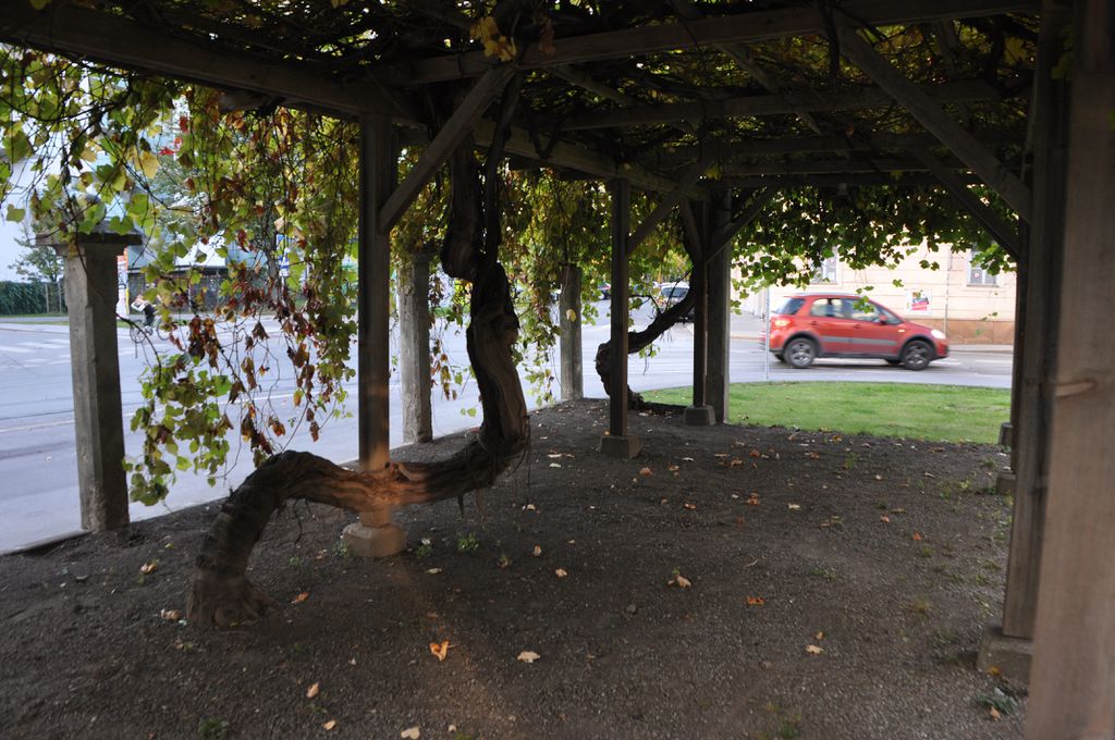 Datei:Die Weinlaube im Sommer 2017.jpeg